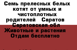 Семь прелесных белых котят от умных и чистоплотных родителей — Саратов - Саратовская обл. Животные и растения » Отдам бесплатно   